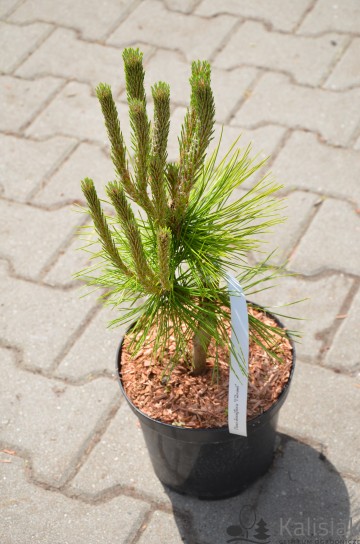 Pinus densiflora 'Vibrant' (Sosna gęstokwiatowa)  - C3