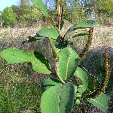 Salix magnifica (Wierzba wspaniała)  - C3 PA
