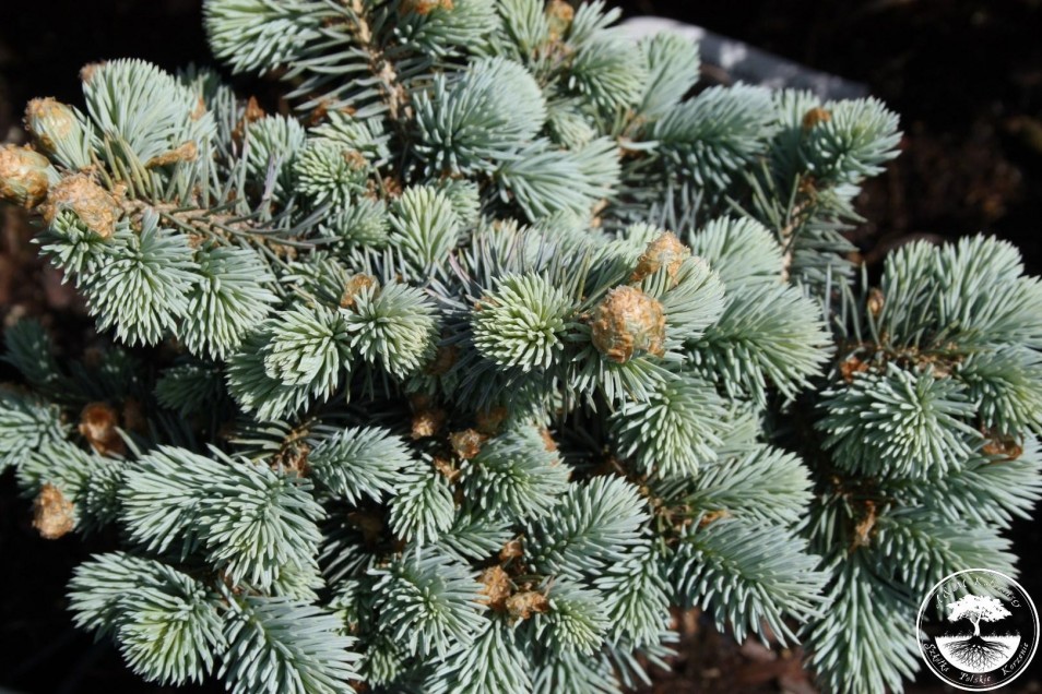 Picea pungens 'Compacta Pyramidalis'