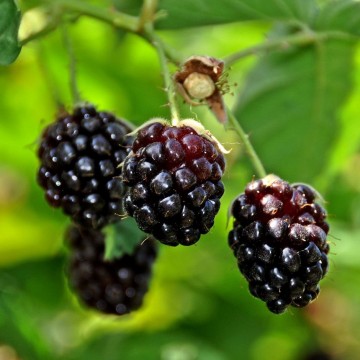 Rubus 'Boysenberry' (Malinojeżyna)  - C2