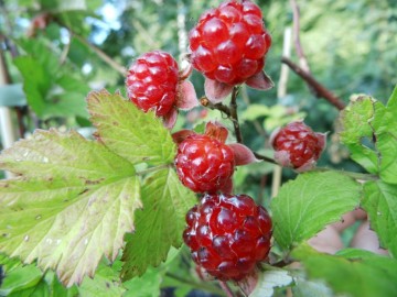 Rubus 'Dorman Red' (Malinojeżyna)  - C2