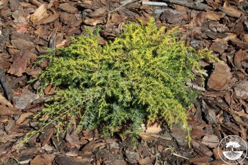 Juniperus communis 'Depressa Aurea'