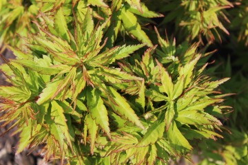 Acer palmatum 'Zoe' (Klon palmowy)  - C5 bonsai