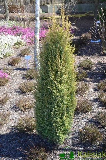 Juniperus communis 'Gold Cone' (Jałowiec pospolity)  - C2