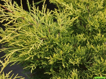 Juniperus x pfitzeriana 'Blound' (Jałowiec Pfitzera)  - C2
