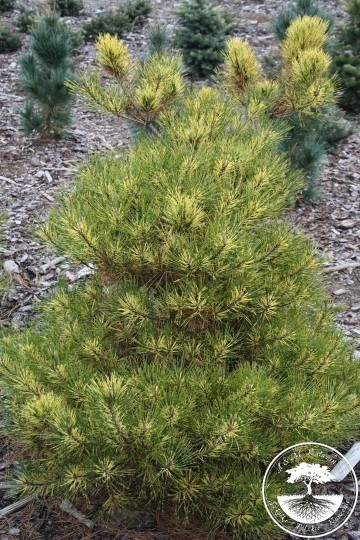 Pinus densiflora 'Rainbow'