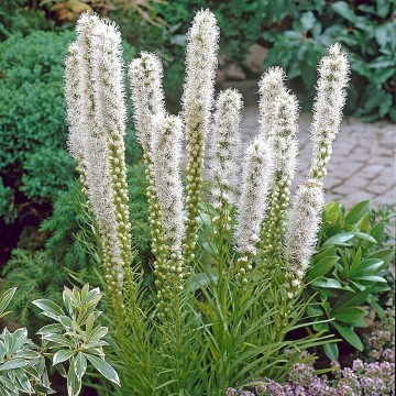 Liatris spicata 'Floristan White' (Liatra kłosowa)  - C2