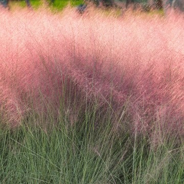 Muhlenbergia capillaris 'Pink Cloud' (Przyostnia włosowata)  - C2