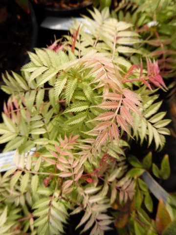 Sorbaria sorbifolia 'Pink Hopi' (Tawlina jarzębolistna)  - C5