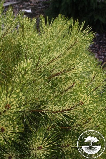 Pinus densiflora 'Rainbow'