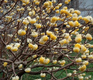 Edgeworthia chrysantha 'Grandiflora' (Edgewortia papierodajna)  - C9