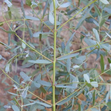 Eucalyptus gunni FRANCE BLEU 'Rengun' (Eukaliptus)  - C6