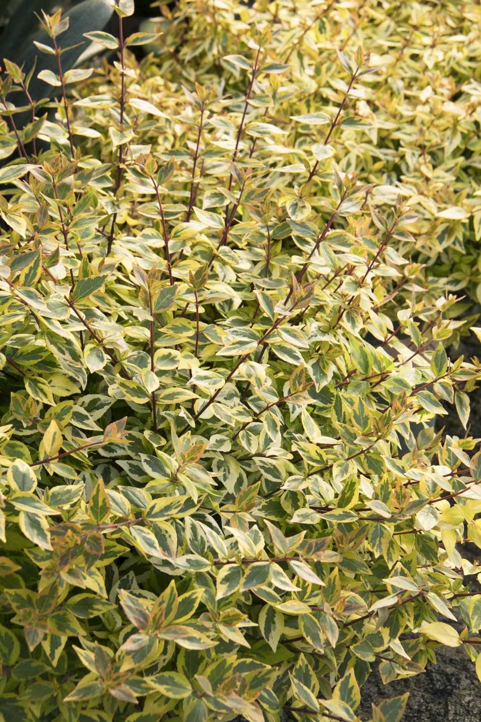 abelia kaleidoscope evergreen