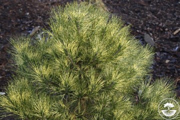 Pinus densiflora 'Golden Ghost'