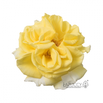 Rosa Incredible 'Lemon Nadia Zeroualli' (Róża jadalna)  - C2