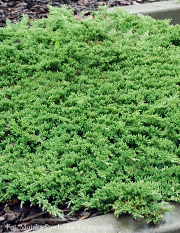 Juniperus horizontalis 'Prince of Wales' (Jałowiec horyzontalny)  - C2