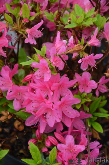 Rhododendron japanese azalea 'Rosalind' (Azalia japońska)  - C4