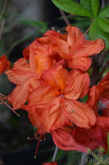 Rhododendron 'Feuerwerk' (Azalia wielkokwiatowa)  - C3