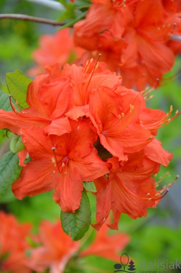 Rhododendron 'Hotspur Red' (Azalia wielkokwiatowa)  - C7,5