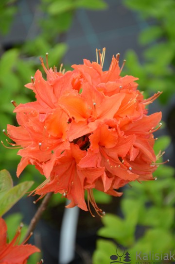 Rhododendron 'Mandarin Lights' (Azalia wielkokwiatowa)  - C7,5