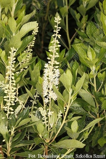 Clethra alnifolia 'Hummingbird'