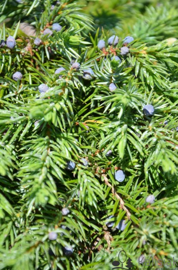 Juniperus conferta 'Schlager' (Jałowiec nadbrzeżny)  - C5 PA