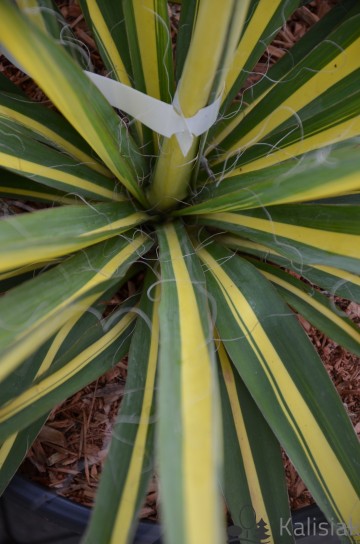 Yucca filamentosa 'Golden Sword' (Juka karolińska)  - C6