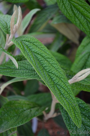 Viburnum rhytidophyllum (Kalina sztywnolistna)  - C5