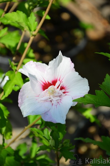 Hibiscus syriacus PINKY SPOT 'Minspot' (Ketmia syryjska)  - C6