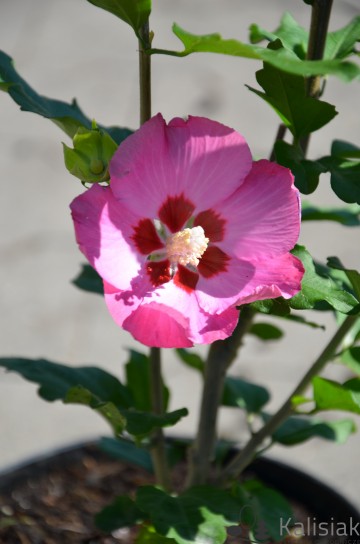 Hibiscus syriacus 'Woodbridge' (Ketmia syryjska)  - C5 PA