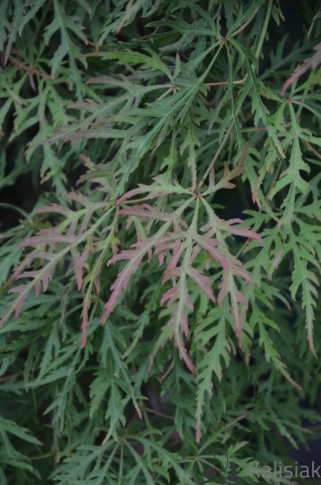 Acer palmatum 'Orangeola' (Klon palmowy)  - C5