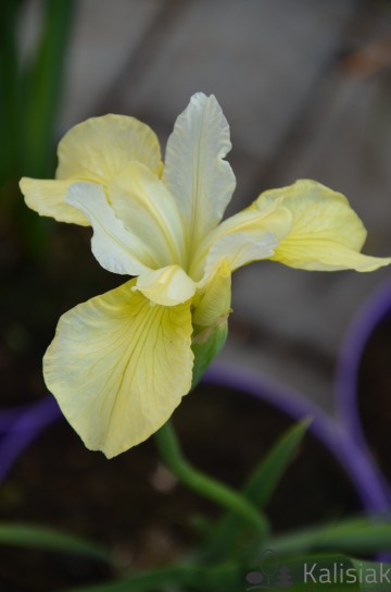 Iris sibirica 'Butter & Sugar' (Kosaciec syberyjski)  - P11