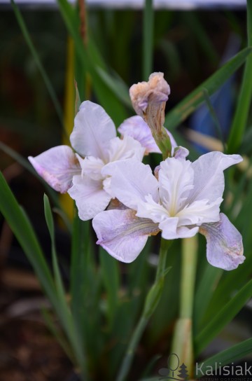 Iris sibirica 'Not Quite White' (Kosaciec syberyjski)  - P11