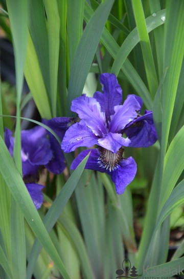 Iris sibirica 'Ruffled Velvet' (Kosaciec syberyjski)  - C3