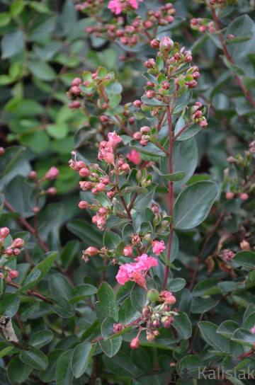 Lagerstroemia indica 'Raspberry All The Best' (Lagerstremia indyjska)  - C9