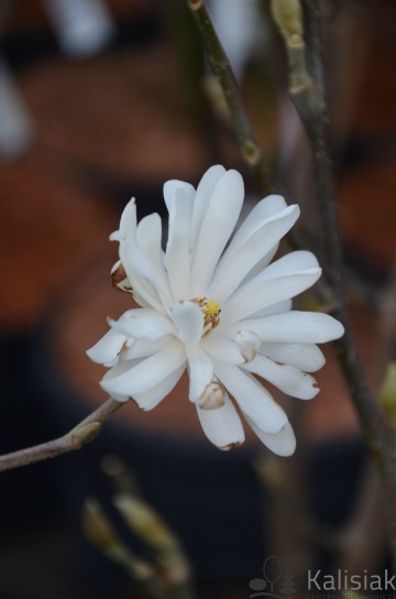 Magnolia stellata 'Waterlily' (Magnolia gwiaździsta)  - P16