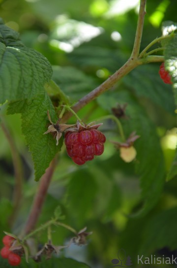 Rubus idaeus 'Autumn Bliss' (Malina)  - C2