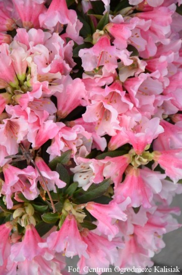 Rhododendron 'Wee Bee'