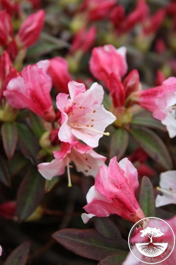 Rhododendron 'Wee Bee'