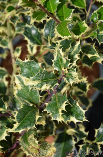 Ilex aquifolium 'Argentea Marginata' (Ostrokrzew kolczasty)  - C3