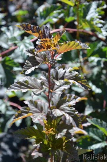 Physocarpus opulifolius 'Red Baron' (Pęcherznica kalinolistna)  - C2