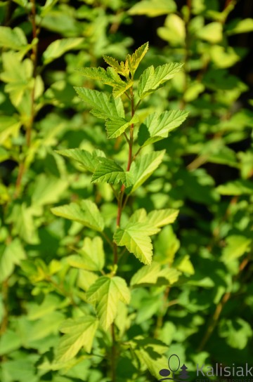 Physocarpus opulifolius TINY WINE GOLD 'Smpotwg' (Pęcherznica kalinolistna)  - C5