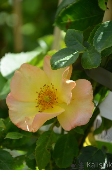 Rosa 'Morden Sunrise' (Róża kanadyjska)  - C2