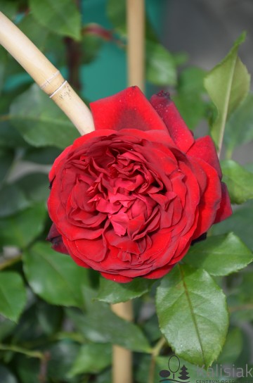 Rosa 'Admiral' (Róża nostalgiczna)  - C5