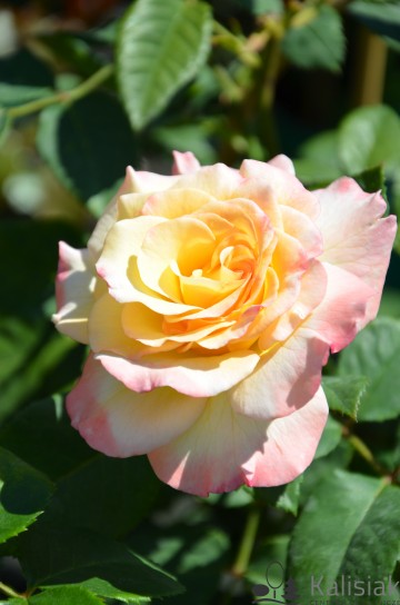 Rosa 'Aquarell' (Róża nostalgiczna)  - C5