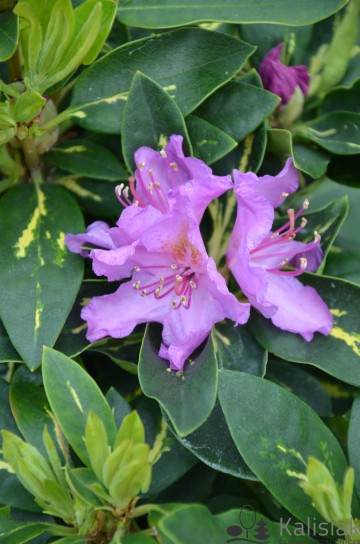 Rhododendron 'Goldflimmer' (Różanecznik)  - C7,5