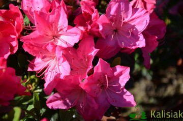 Rhododendron japanese azalea 'Petticoat'