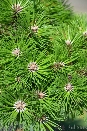 Pinus nigra 'Agnes Bregeon' (Sosna czarna)  - C5 PA