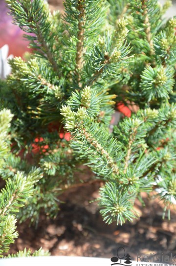 Pinus parviflora 'Kin-po' (Sosna drobnokwiatowa)  - C5