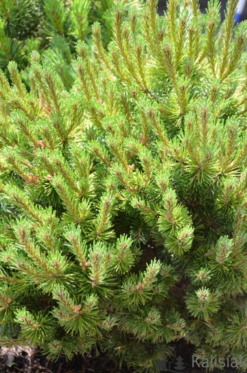 Pinus mugo 'Ophir' (Sosna kosodrzewina)  - C2